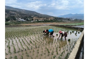 华坪县有序栽插2.35万亩水稻