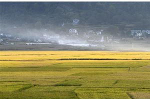 永胜顺州：万亩水稻喜开镰