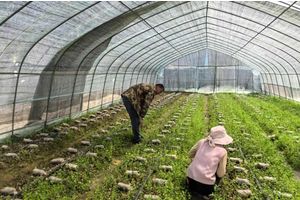 闲置烤烟棚变身“聚宝盆”