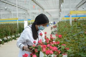 唱响中国经济“光明论”｜“丽江的花”联动上海，花卉品牌及规模效益初步显现