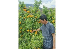 五郎坪：小沃柑成为农户致富果