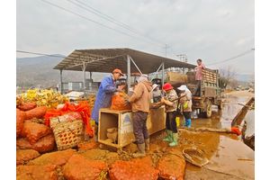 丽江：农闲烤房“再就业” 多元产业助力乡村振兴