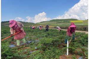 玉龙县太安乡： 千亩云当归助农增收