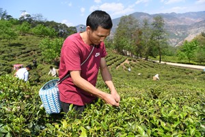 种植茶叶促增收