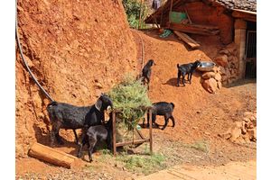 古城区金江乡：多元产业发展铺就乡村振兴路