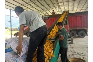 玉龙县大具乡玉米制种产业：群众增收的“金色产业”