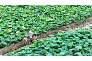 三川以荷为媒—— 让生态高颜值变经济高价值